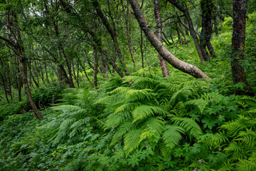 Fototapeta premium Beautiful fresh green native plants growing on mountain slopes near Innsetsetra summer farm. A seasonal scenery of World Heritage area in Western Norway.