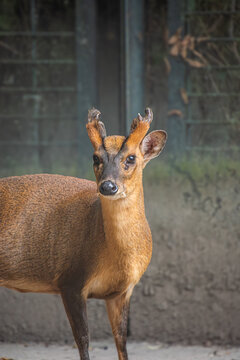 Close Up Shot of a Reeves's Muntjac