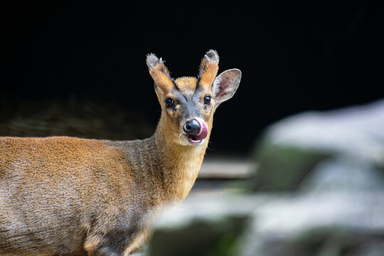 Close Up Shot of a Reeves's Muntjac
