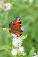 A European peacock butterfly perches on blooming white meadowsweet flowers outdoors in a green garden. Biodiversity, pollination and vibrant insect wildlife concept. © marinasokolchik