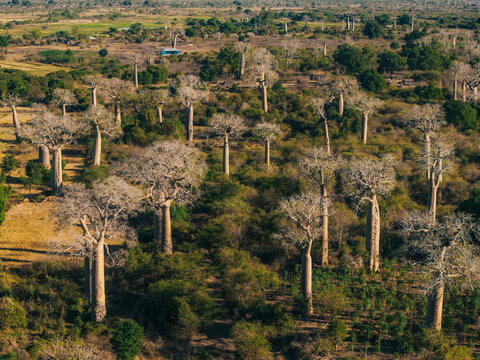 Aerial view of the iconic Avenue of the Baobabs, featuring towering trees across the dry landscape with patches of green vegetation and golden fields in Morondava, Menabe, Madagascar.