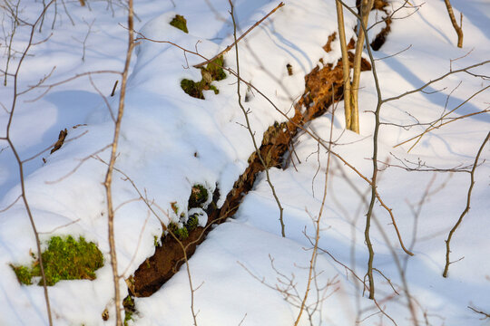A fallen tree trunk is neatly covered with a thick layer of white snow among thin saplings. Soft sun shadows and patches of green moss create a natural winter contrast. A peaceful forest landscape emp