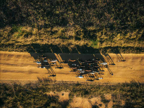 Aerial view of a herd of zebu cattle walking along a dusty dirt road in the Avenue of the Baobabs, casting long shadows in the golden light of late afternoon in Morondava, Menabe, Madagascar.
