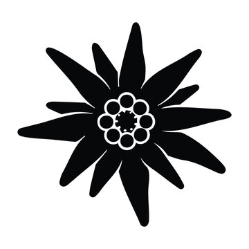 Bavarian edelweiss floral silhouette vector for traditional mountain culture celebration.