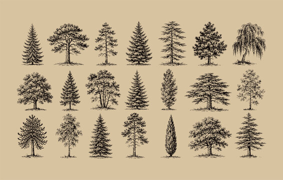 Forestry landscape and botanical plants elements collection showcasing retro woodcut style sketches of evergreen conifers deciduous forest flora and old timber