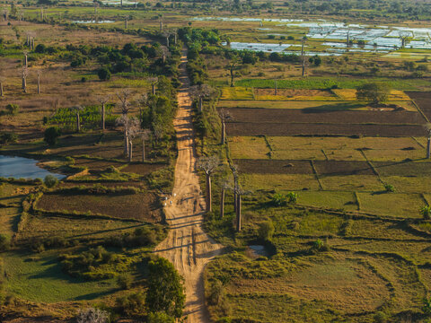 Aerial view of the iconic Avenue of the Baobabs with towering trees lining a dirt road through agricultural fields and wetlands in Morondava, Menabe, Madagascar.