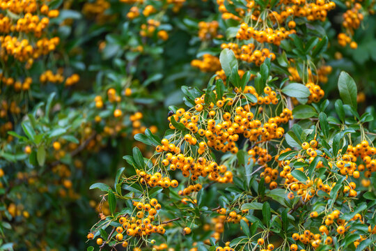Clusters of small firethorn berries are framed by broad green leaves on a shrub branch in soft daylight.