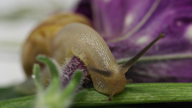 Macro extreme close up shot of snails crawling on fresh green cucumber slice and purple floral elements under bright lighting.