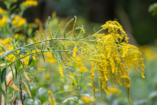 A dense spray of yellow goldenrod flowers cascades downward, glowing softly in dappled woodland light against green foliage.