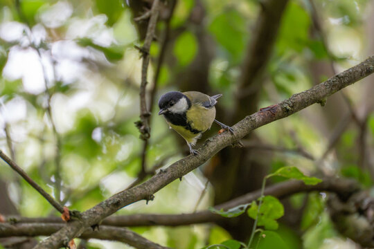 A small great tit with yellow underparts perches on a woodland branch, looking toward the camera amid green leaves.