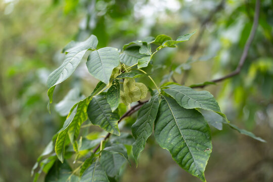 A single young green walnut forms among broad walnut leaves, shown in close focus with a softly blurred background.