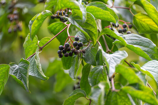 A small cluster of dark round berries hangs on red stems among broad green leaves of a woodland shrub.