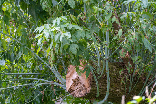 A pruned tree branch shows a pale cut wound surrounded by climbing vine leaves and mossy bark.