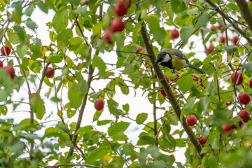 A small great tit perches close to hanging ripe red fruit on a branch, its plumage detailed among green leaves. © Jakob