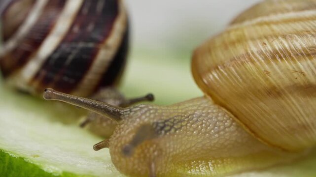 Macro shot of a snail with a light brown striped shell crawling over a green cucumber slice, with another dark shell visible in the blurred background.