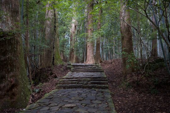 熊野古道の苔むした石畳が続く神聖な森の静寂風景  
Sacred forest tranquility along the moss‑covered stone path of the Kumano Kodo
