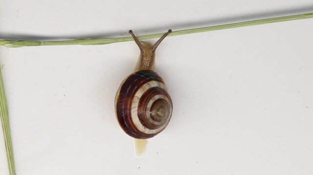 Top-down view of a small snail with a striped brown shell crawling across a white surface near a thin green string.