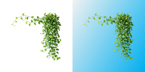Trailing green pothos plant vine isolated on white and blue background © FAZLE