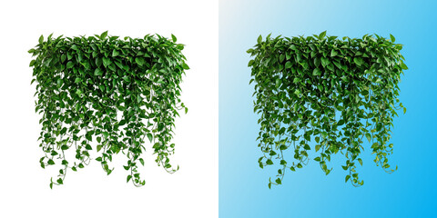 Lush green hanging ivy plant vines isolated on white background © FAZLE