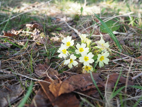 Primula vulgaris is species of flowering plant in family Primulaceae, primrose, common English primrose. Blooming in early spring, delicately scented yellow flowers, borne singly on short slender stem