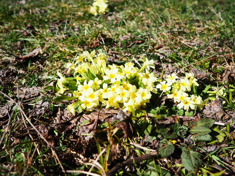 Primula vulgaris is species of flowering plant in family Primulaceae, primrose, common English primrose. Blooming in early spring, delicately scented yellow flowers, borne singly on short slender stem