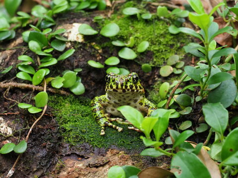 Amami Ishikawa's frog or Amami Oshima frog(Odorrana splendida) in Amami Oshima.