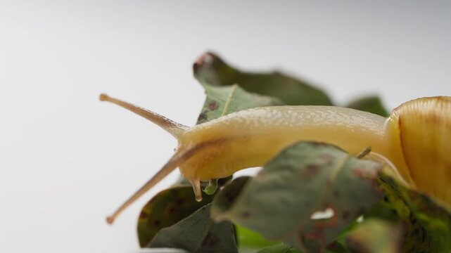 Macro shot of a translucent snail extending its tentacles and crawling over dried green leaves against a neutral light background.