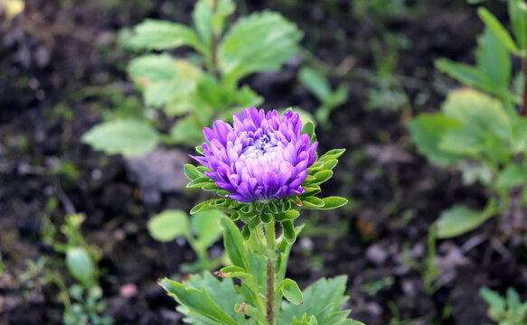 A light purple aster blossoming in a flowerbed on a sunny summer evening in the garden - color horizontal photo, close-up