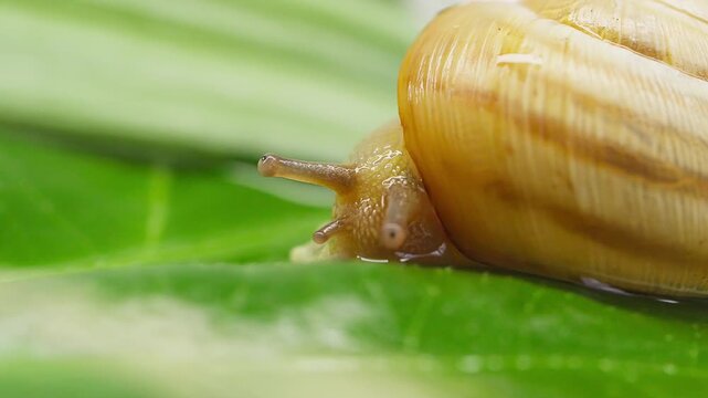 Macro close-up video of a snail with a spiral shell crawling slowly over a green leaf, with eye tentacles extending.