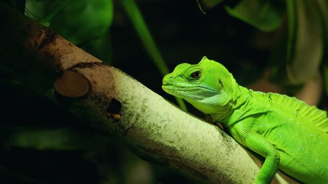 Green-Crested Basilisk Resting on Tree Branch in Tropical Foliage