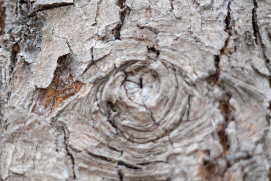 Close Up Texture of Pecan Tree Bark with Knot Spiral Pattern