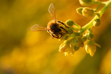 Honey Bee Pollinating Avocado Flower Buds in Golden Hour Sunlight © juan
