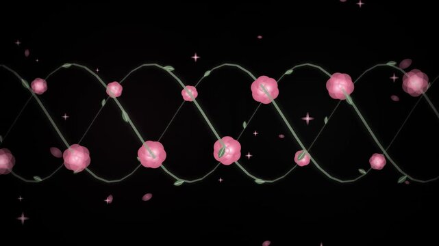 Elegant pink rose vines weaving in a helix animation with falling petals on a black background