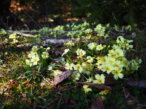 Primula vulgaris is species of flowering plant in family Primulaceae, primrose, common English primrose. Blooming in early spring, delicately scented yellow flowers, borne singly on short slender stem