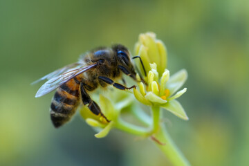 Honey Bee Feeding on Avocado Flower Blossom Macro Side View © juan