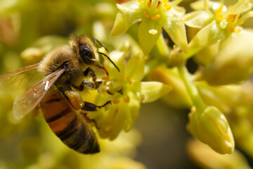 Honey Bee with Full Pollen Baskets Feeding on Avocado Flower Macro © juan
