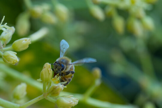 Honey Bee with Pollen on Face Pollinating Avocado Flower Bud Macro Front View