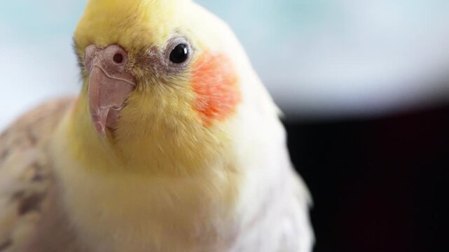 Macro shot of a yellow and orange cockatiel turning its head right against a blurred, out-of-focus background.