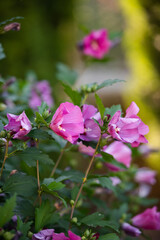 Pink hibiscus flowers blooming in a summer garden © Кристина Чижмар