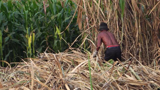 Dark-skinned male farmer harvesting sugarcane (Saccharum officinarum) with a sickle in a field.