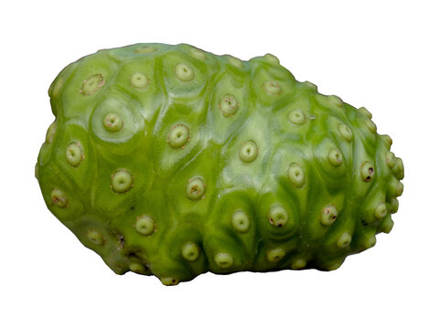 Herbal Plants (Morinda citrifolia)