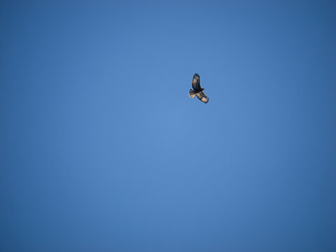 A small bird flying across a vas