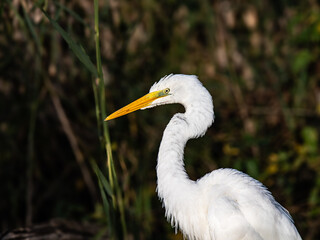A white egret with a yellow beak stands among tall grass. © Daan Klein
