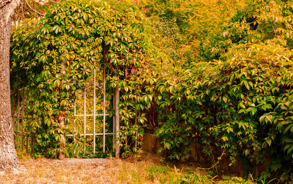 Autumn garden gate covered in lush green and yellow foliage