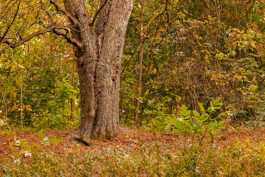 Majestic old tree trunk in a vibrant autumn forest landscape