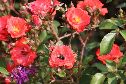 A cute bumble bee pollinating a vibrant pink garden rose bush.