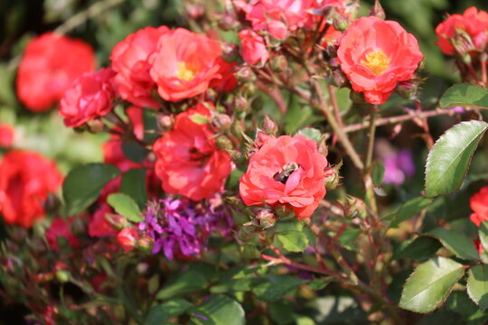 A cute bumble bee pollinating a vibrant pink garden rose bush.