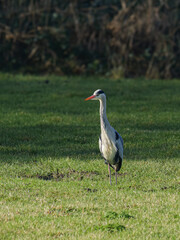Obraz premium A great egret stands in a grassy green field.