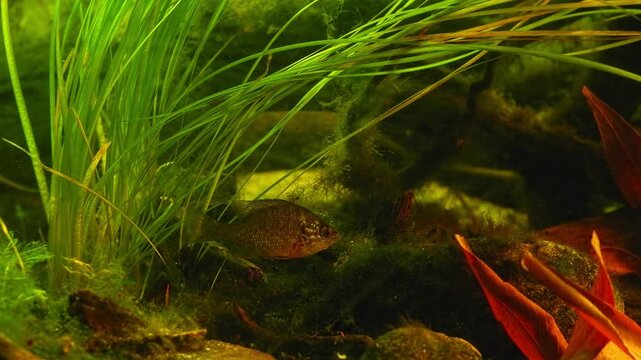 Lepomis gibbosus juvenile predator, bur-reed aquatic form vegetation, invasive pumpkinseed fish cause ecological disaster in Europe, planted freshwater biotope aquarium of Chorhun river, Crimea