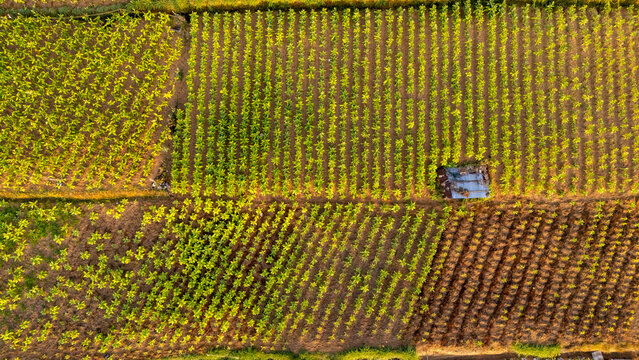 Aerial view of agricultural fields with rows of crops and a small shed, captured in the warm light of golden hour in Selo, Central Java, Indonesia.